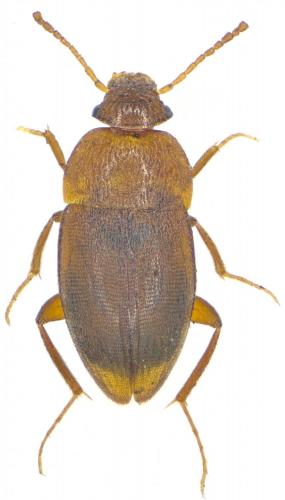 Réf. 289 661 : Nargus sp.